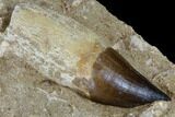 Two, Large, Rooted Mosasaur Teeth In Rock - Morocco #115783-5